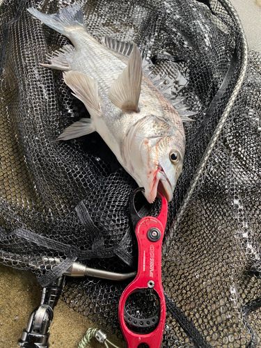 キビレの釣果