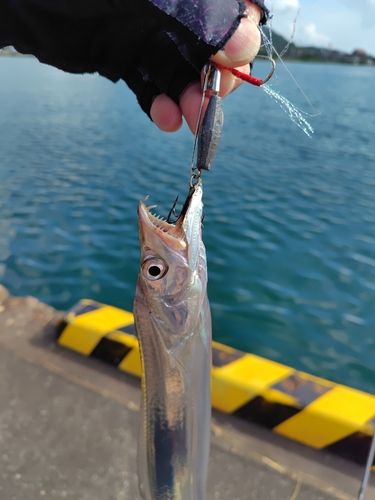 タチウオの釣果