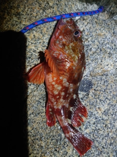アラカブの釣果