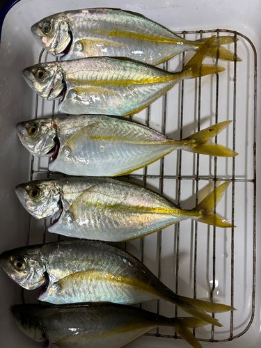シマアジの釣果