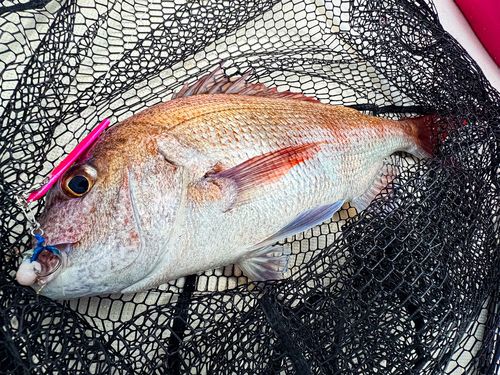 マダイの釣果