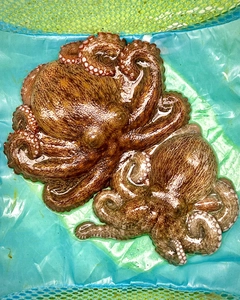 マダコの釣果