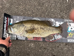 ブラックバスの釣果