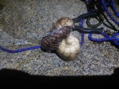 ウツボの釣果