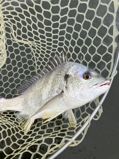 キビレの釣果