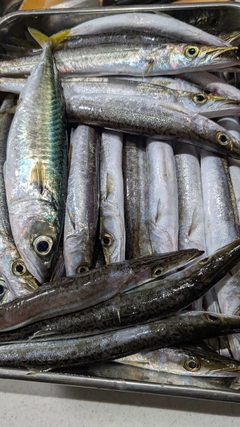 カマスの釣果