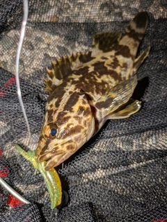 タケノコメバルの釣果