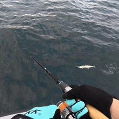 サゴシの釣果