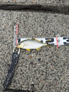 ショゴの釣果