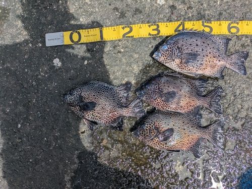 イシガキダイの釣果