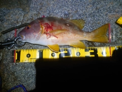 シブダイの釣果