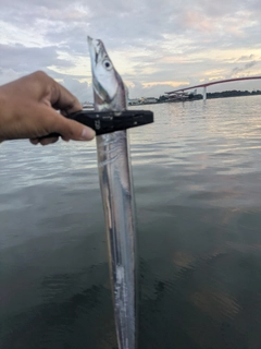 タチウオの釣果