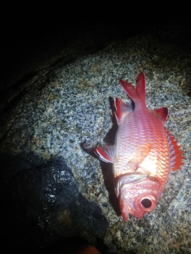 アカマツカサの釣果
