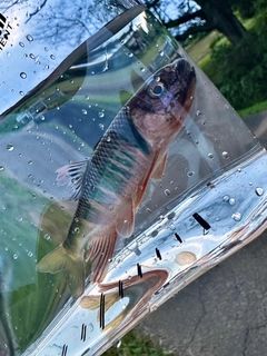 オイカワの釣果