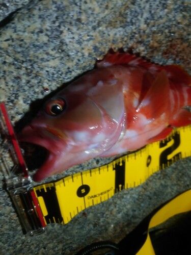 アカハタの釣果