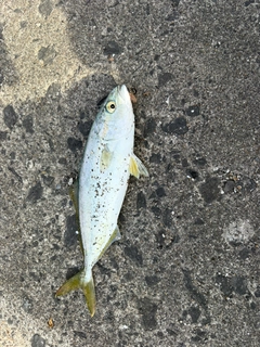 ワカシの釣果