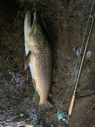 ブラウントラウトの釣果