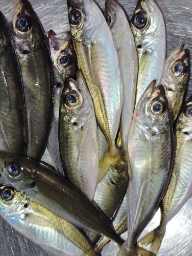 アジの釣果