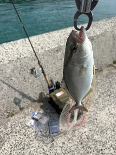 ネリゴの釣果