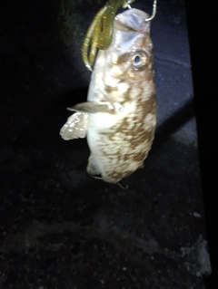 アイナメの釣果