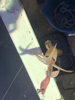 ケンサキイカの釣果