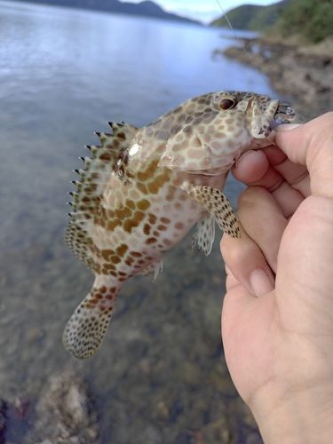 カンモンハタの釣果