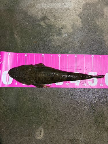 マゴチの釣果