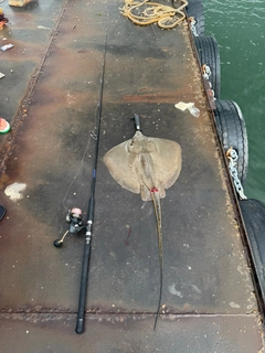 アカエイの釣果