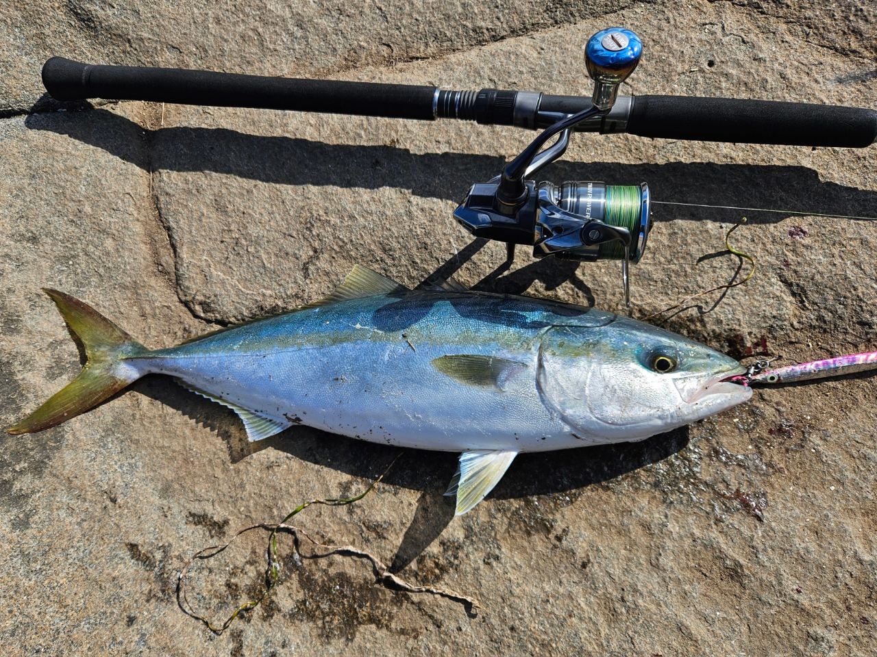 SHIMANO 21コルトスナイパーBB S96MLの最安値・インプレ・釣果 | 本音