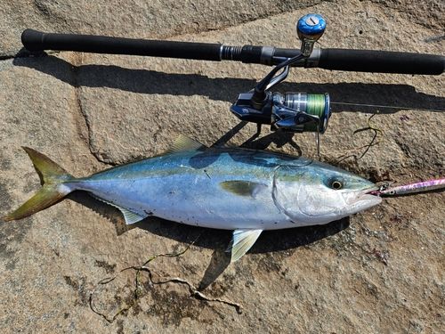 ワラサの釣果