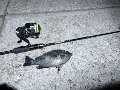 メジナの釣果