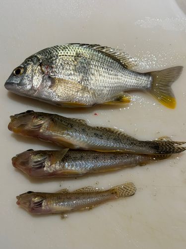 キビレの釣果