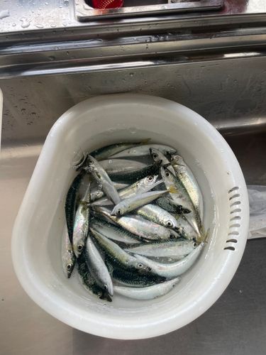 サバの釣果