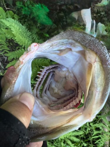 ラージマウスバスの釣果