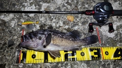 クロソイの釣果