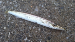 カマスの釣果