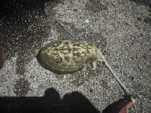 コウイカの釣果