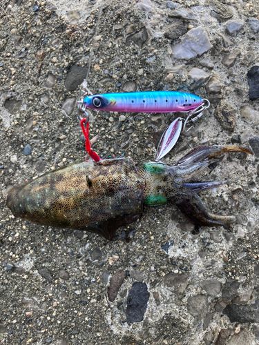 アオリイカの釣果