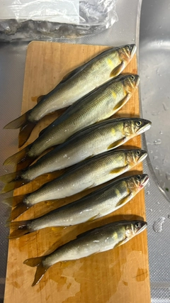 アユの釣果