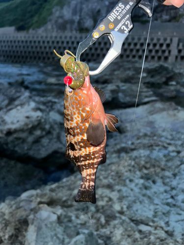 キジハタの釣果
