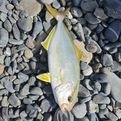 ワカシの釣果