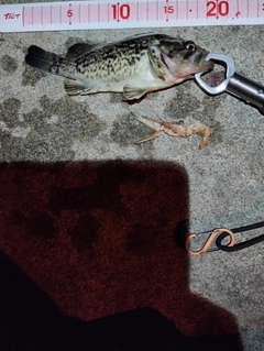 クロソイの釣果