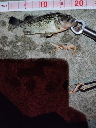 クロソイの釣果