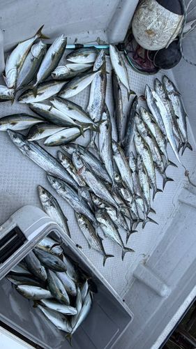 サワラの釣果