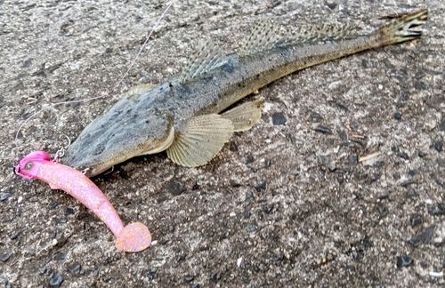 マゴチの釣果