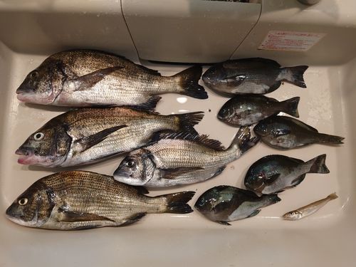 チヌの釣果