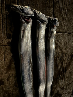 タチウオの釣果