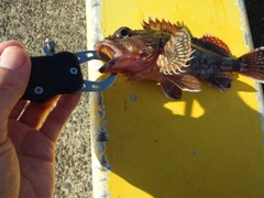 カサゴの釣果