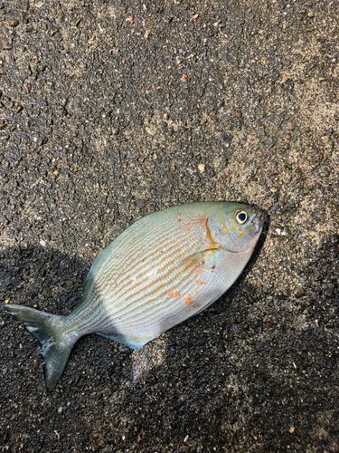 イスズミの釣果