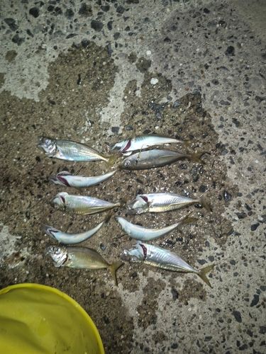 アジの釣果